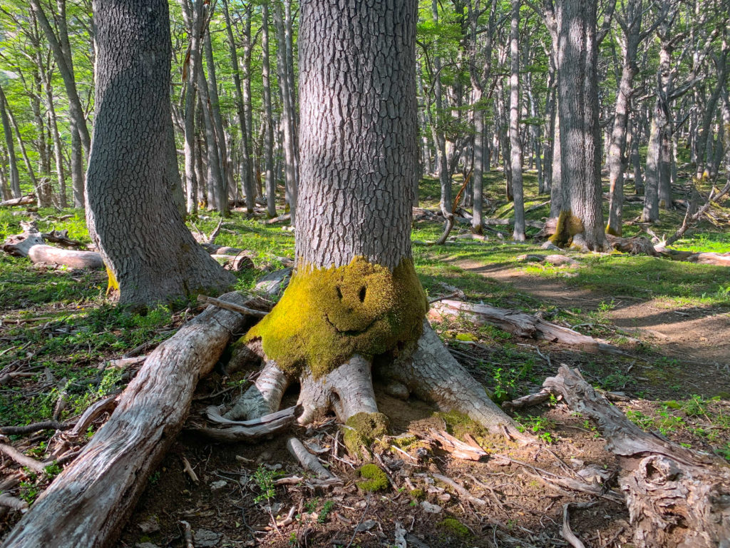 Happy Trees