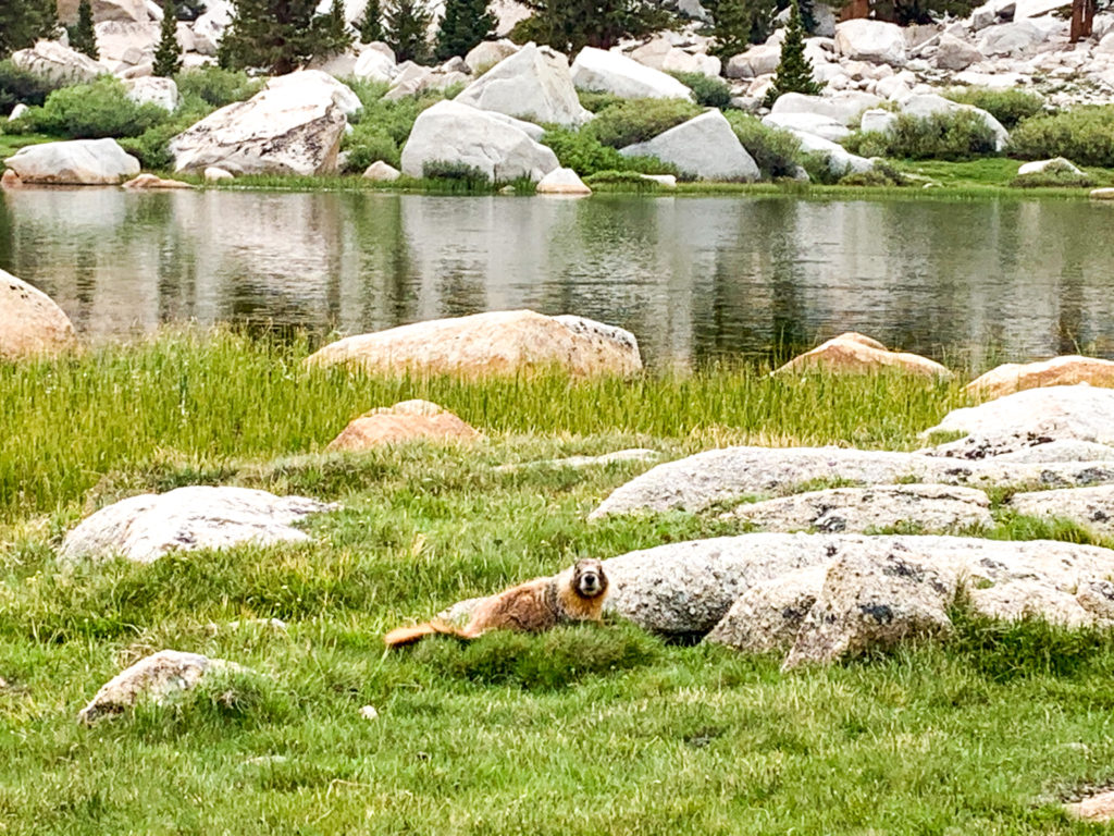 Marmot on Cottonwood Lakes Trail