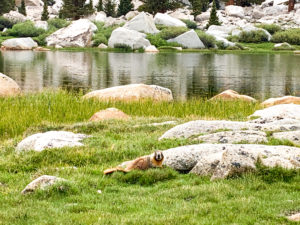 Marmot on Cottonwood Lakes Trail