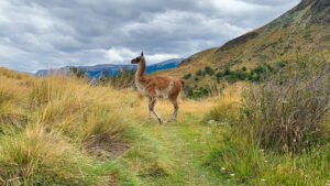 Patagonia National Park