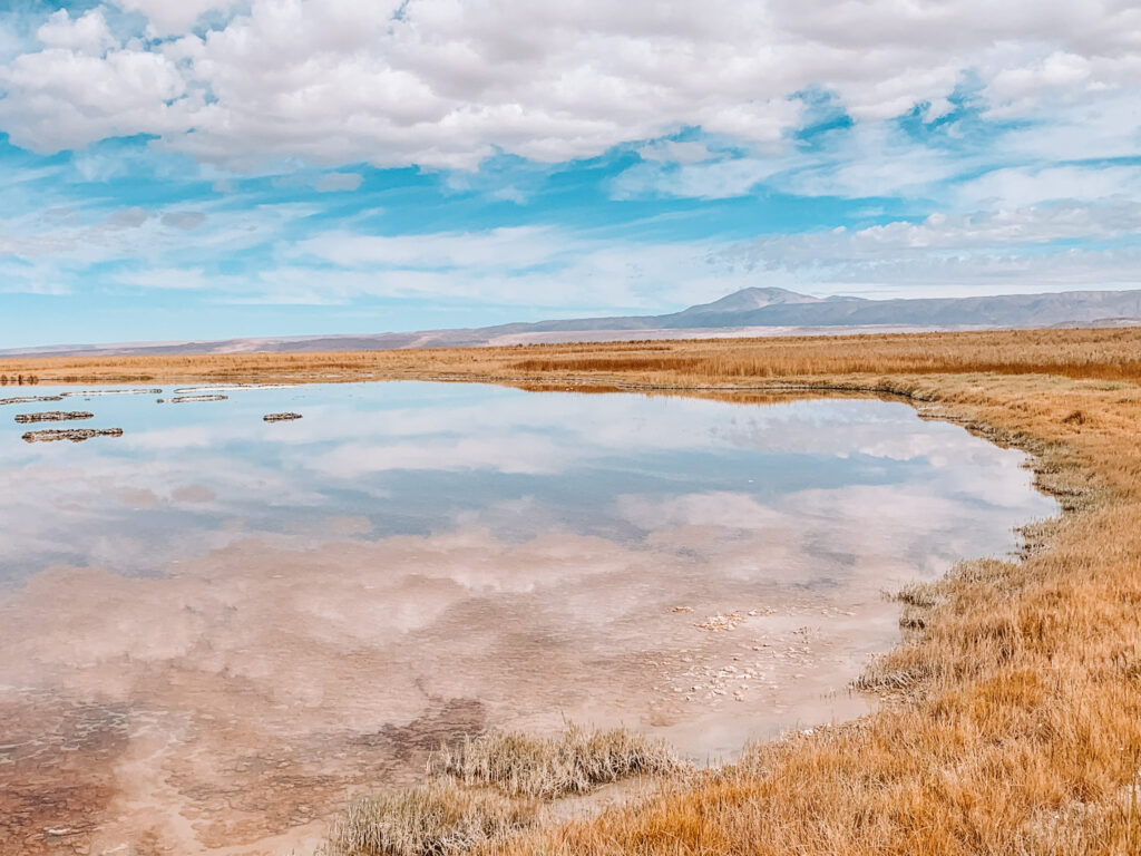 Laguna Cejar, Atacama Desert Chile