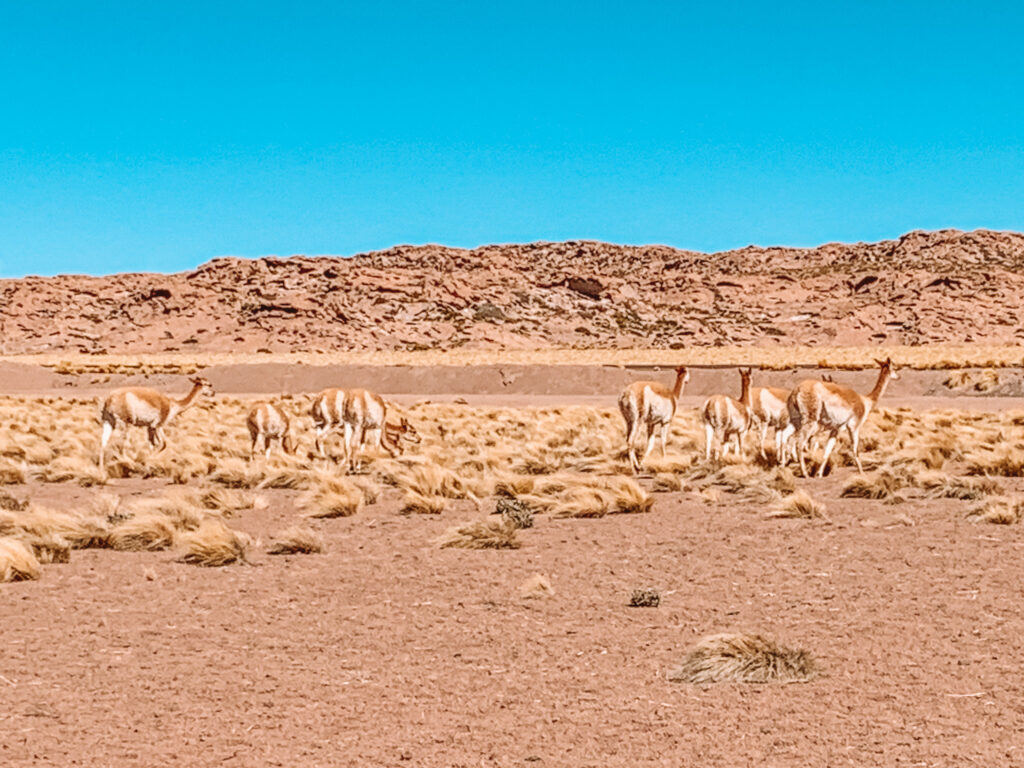 animals in the Atacama Desert chile