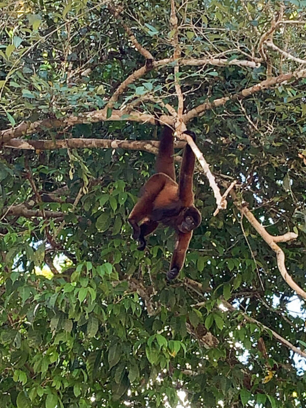 Woolly Monkey Amazon rainforest