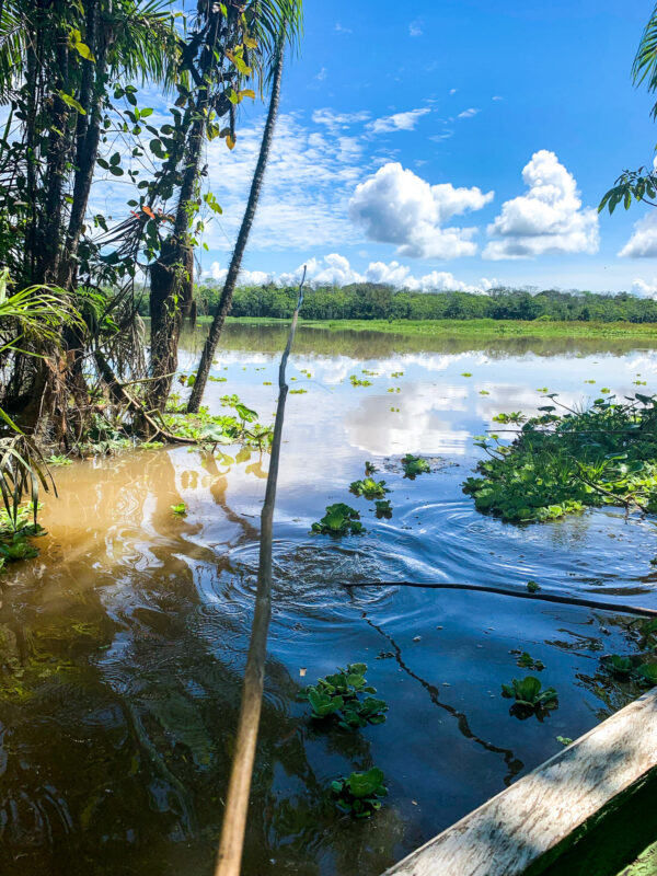 Piranha Fishing Amazon Jungle