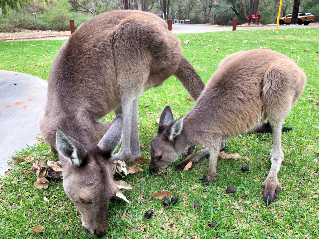 Kangaroos near Perth