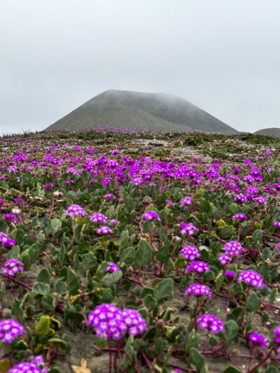 San Quintin volcano in purple flower field.