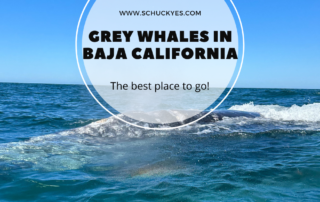 The best place to see grey whales in Baja Calfornia