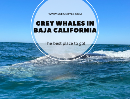 The Best Place to See Grey Whales in Baja California