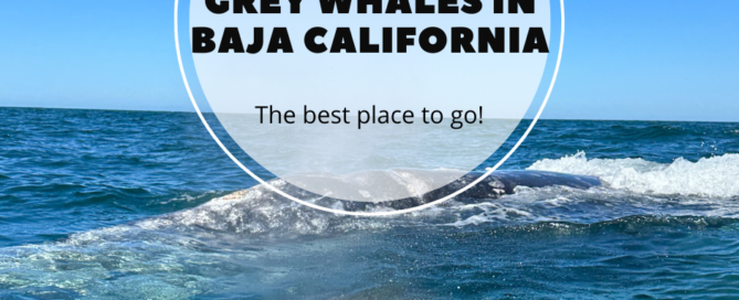 The best place to see grey whales in Baja Calfornia