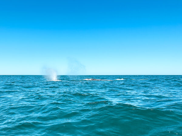 Whale watching in Ojo de Liebre lagoon Baja California