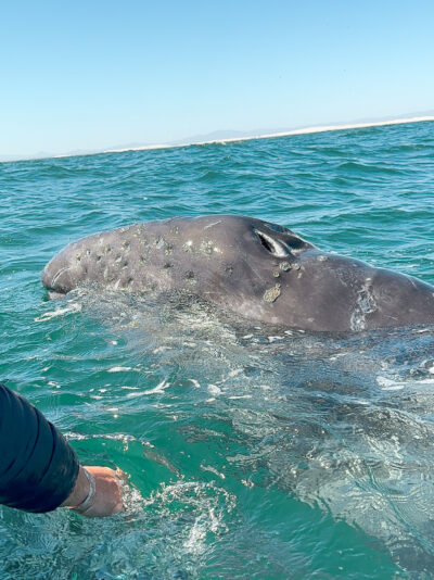 petting grey whales in Baja California