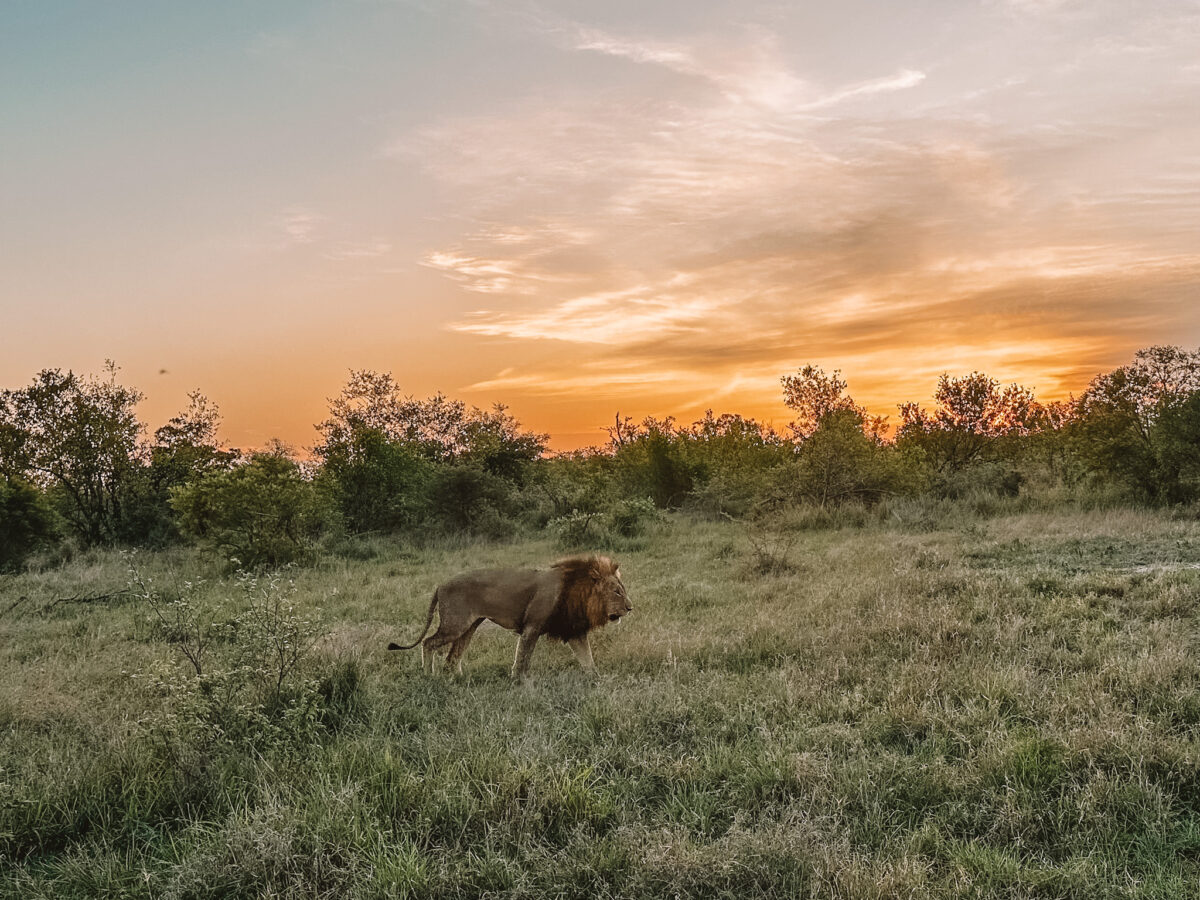 Baobab Ridge: Best Budget Friendly South Africa Safari Lodge - Schuck Yes