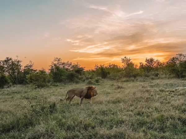 Lion in Greater Kruger National Park