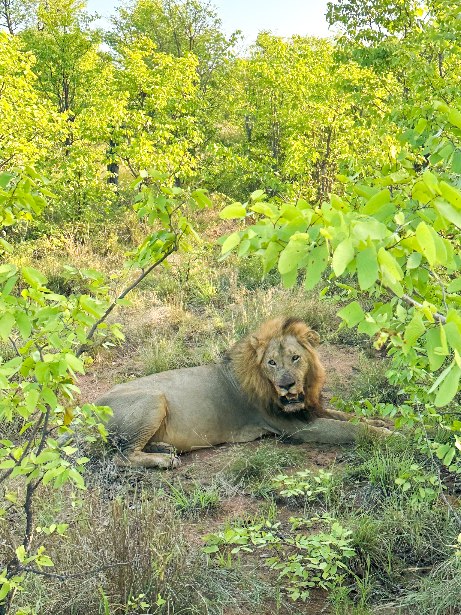 Lion at Baobab Ridge South Africa Safari Lodge