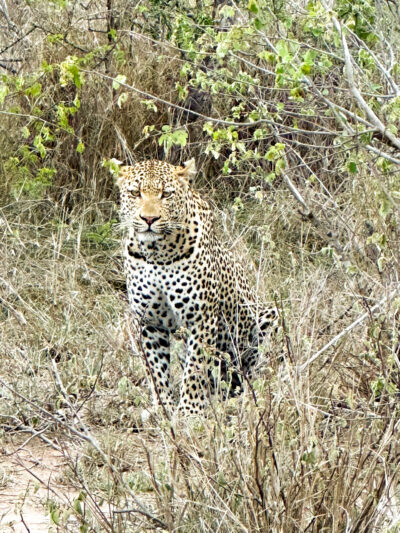Leopard in Klaserie Reserve