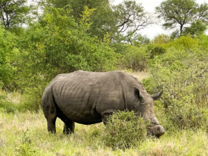 Rhino in Greater Kruger National Park