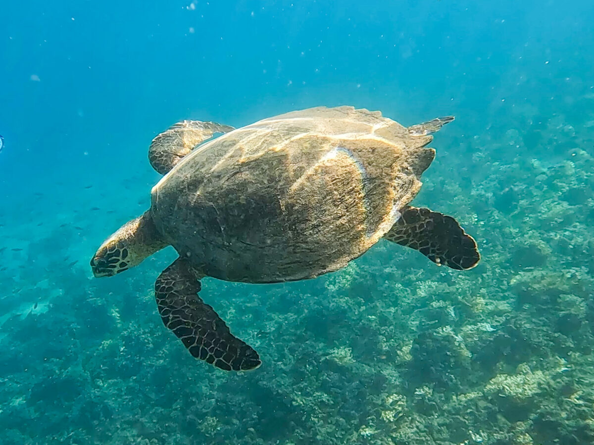 The Best Coiba Island Snorkel Tour - Schuck Yes