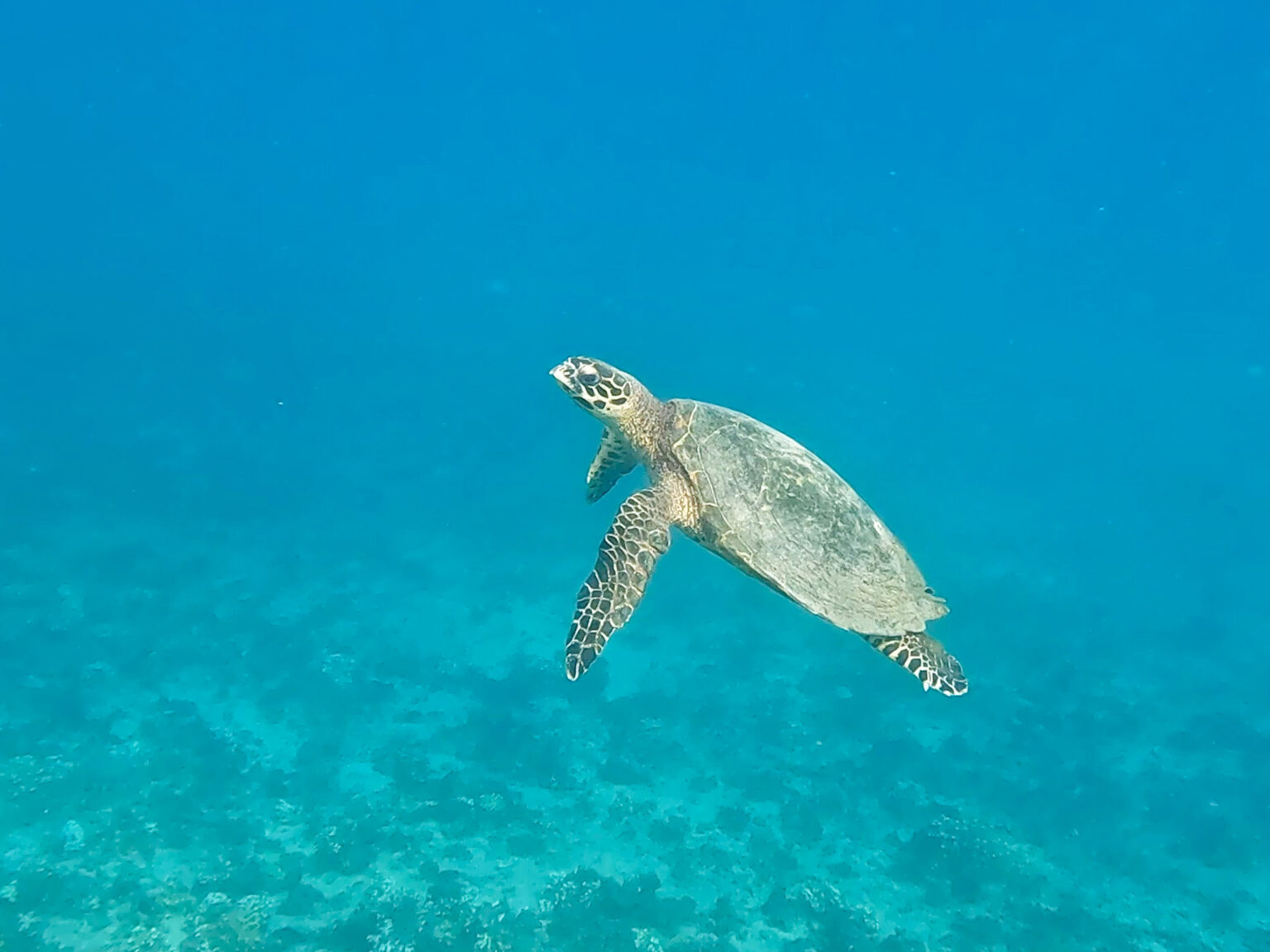 The Best Coiba Island Snorkel Tour - Schuck Yes