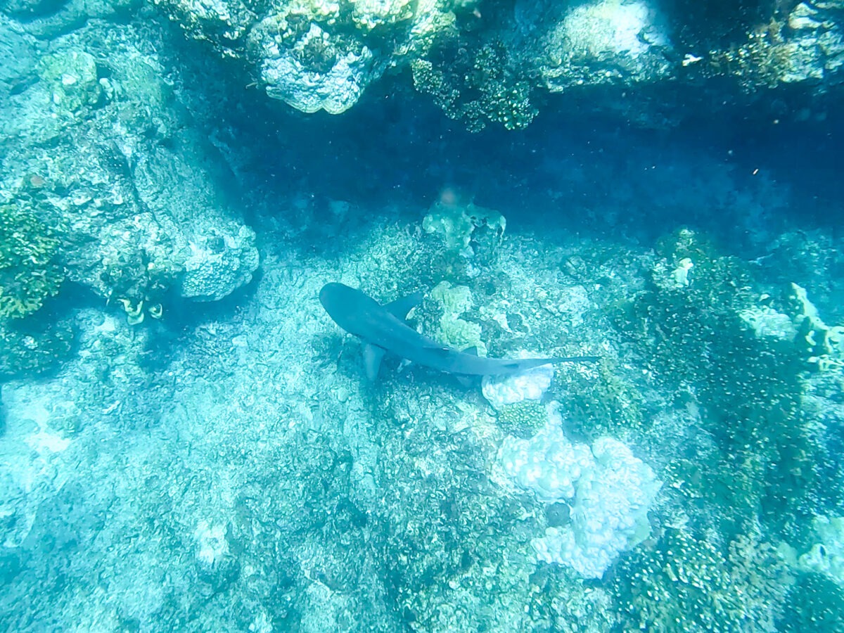 The Best Coiba Island Snorkel Tour - Schuck Yes