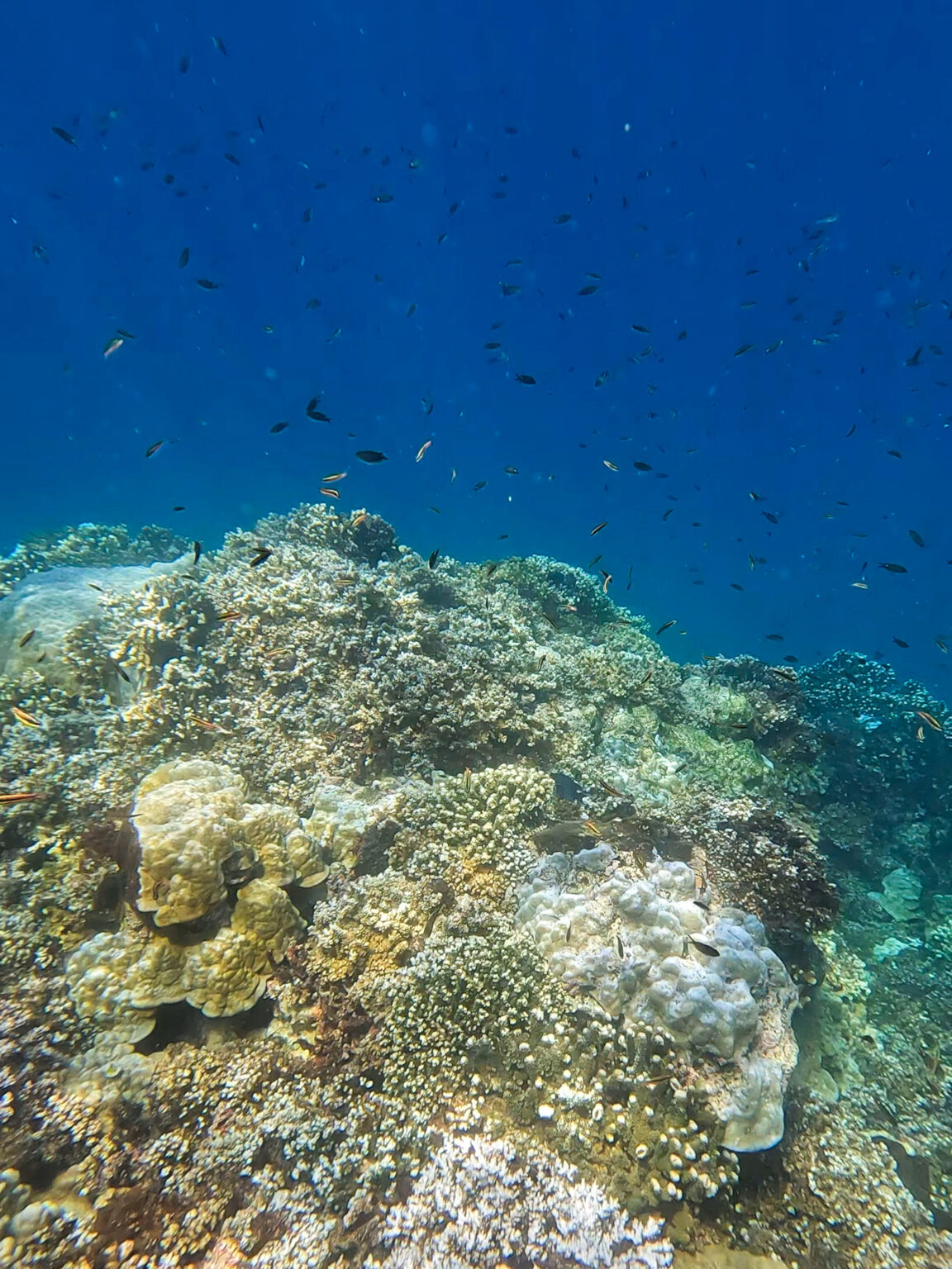 The Best Coiba Island Snorkel Tour - Schuck Yes