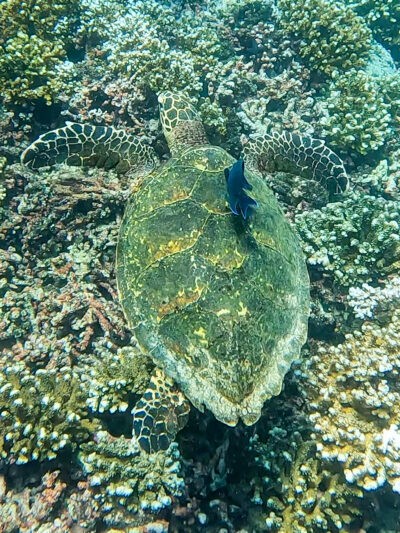 Coiba Island Turtle