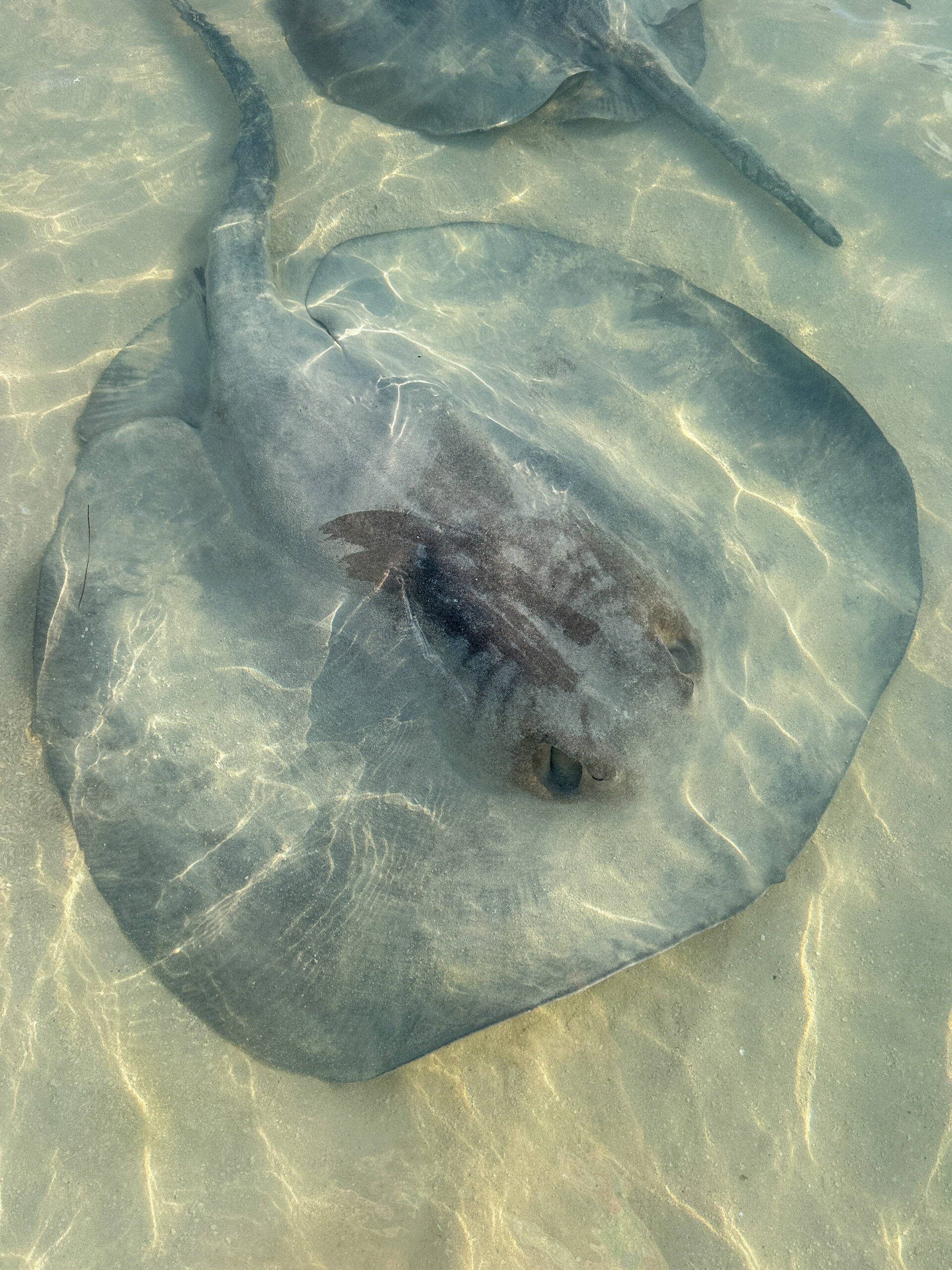 stingray feeding belize