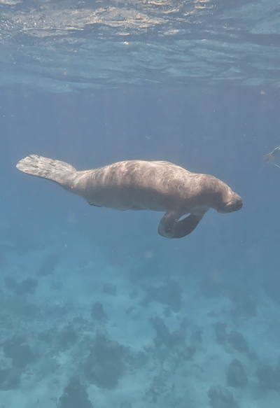 Snorkeling with manatees in belize